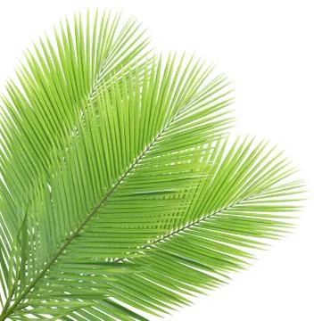 Coconut leaf isolated on white background Stock Photos