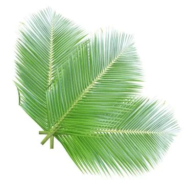 Coconut leaf isolated on white background Stock Photos