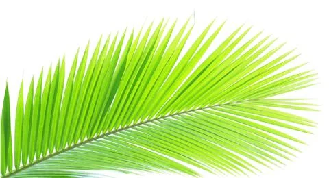 Coconut leaf isolated on white background Stock-Fotos