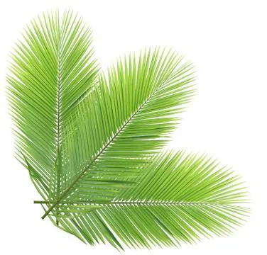 Coconut leaf isolated on white background Stockfoto's