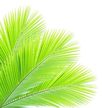 Coconut leaf isolated on white background Stock Photos
