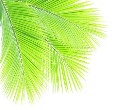 Coconut leaf isolated on white background Stock-Fotos