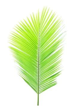 Coconut leaf isolated on white background Stock Photos