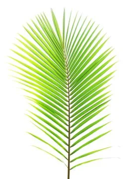 Coconut leaf isolated on white background Stock Photos
