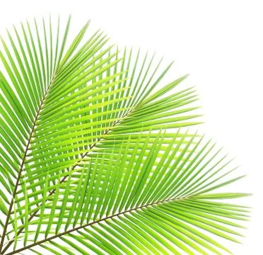 Coconut leaf isolated on white background Stock Photos
