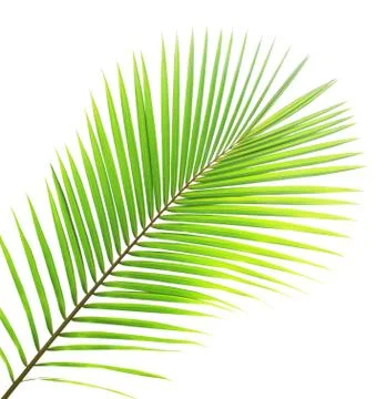 Coconut leaf isolated on white background Stockfoto's
