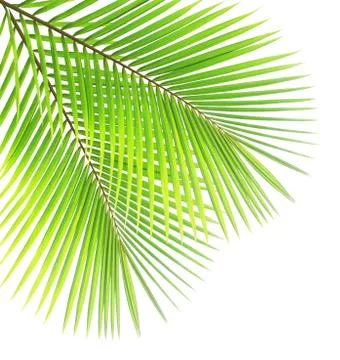 Coconut leaf isolated on white background Stock-Fotos