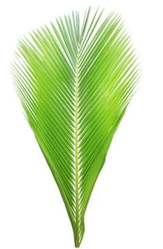 Coconut leaf isolated on white background Stock Photos