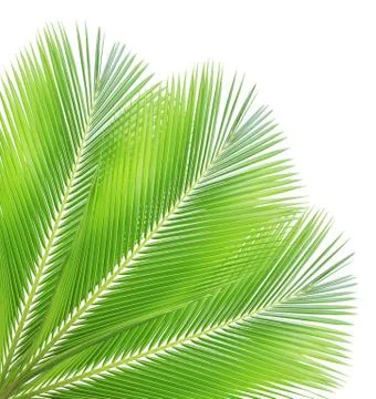 Coconut leaf isolated on white background Stock Photos