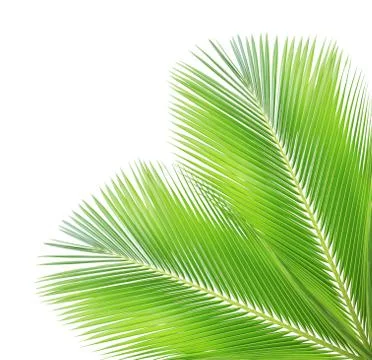 Coconut leaf isolated on white background Stock Photos