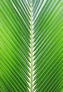 Coconut leaf isolated on white background Foto stock