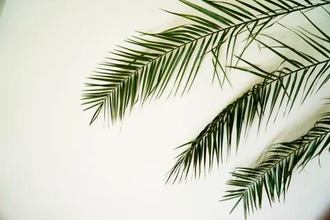 Coconut leaf isolated on white background, lush tropical palm foliage for design Fotos de archivo