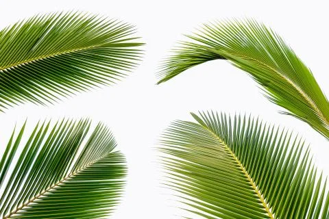 Coconut leaf isolated on white background Foto stock