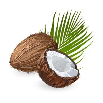 Coconut with leaf. Natural fruit. Stock Illustration