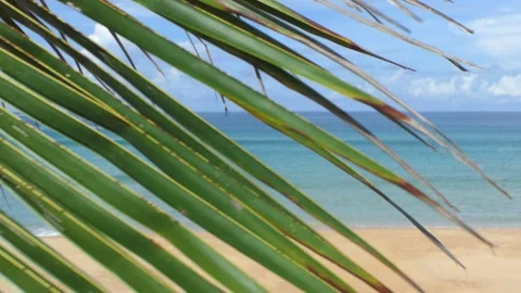 A coconut leaf obscures the beach in the background. Vídeo Stock 163580927