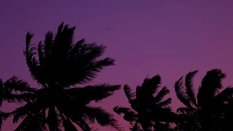 Coconut leaf palm trees blowing in wind on twilight sunset background Stock Footage 151242081