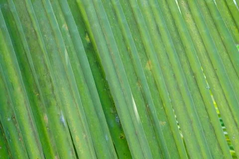 Coconut leaf Stock Photos