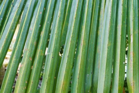 Coconut leaf Stock Photos