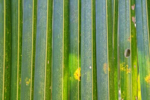 Coconut leaf Stock Photos
