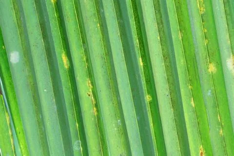 Coconut leaf Stock Photos