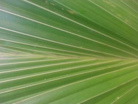 Coconut leaf 스톡 사진