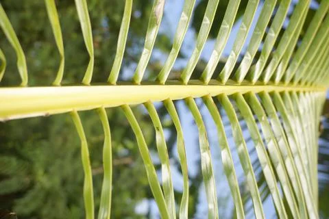 Coconut leaf segments Stock Photos