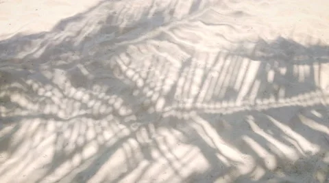 Coconut leaf shadow on the sand Stock-Footage 61792332