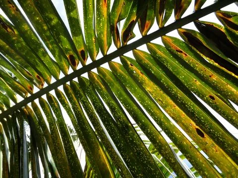 Coconut leaf, stay under shade in a tropical summer and look through leaves Stock Photos