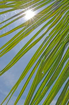 Coconut leaf with sunshine Stock Photos