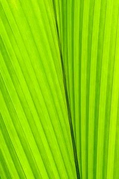 Coconut leaf texture Stock Photos