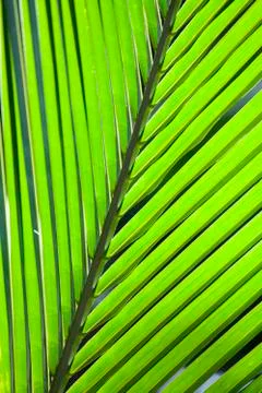 Coconut leaf texture Stock Photos
