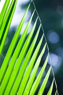 Coconut leaf texture Stock Photos