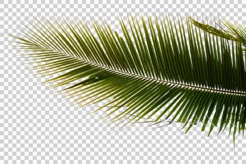 Coconut leaf on transparent background Stock Photos