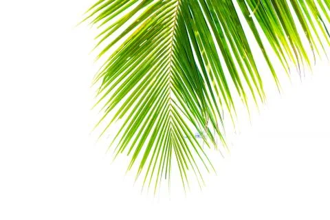 Coconut leaf on white background Stock Photos