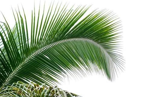 Coconut leaf on a white background Stock Photos