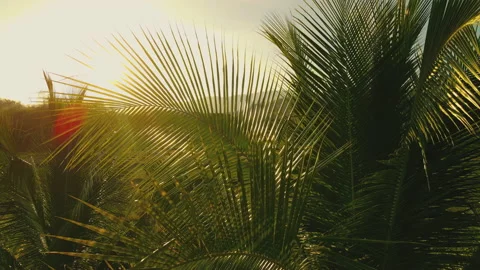 Coconut leaf in the wind with sun shining in the evening Stock Footage 169420235