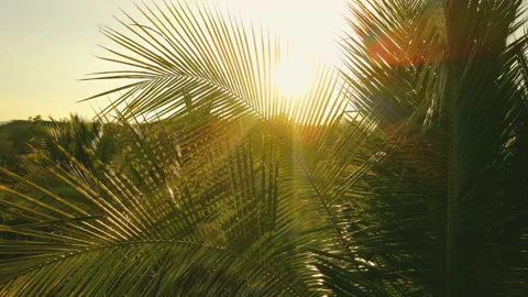 Coconut leaf in the wind with sun shining in the evening Stock Footage 169829366