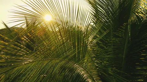 Coconut leaf in the wind with sun shining in the evening Stock Footage 170560070