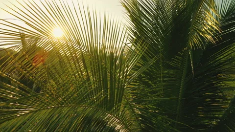 Coconut leaf in the wind with sun shining in the evening Stock Footage 171123612