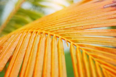 Coconut leaf with yellow. Stock Photos