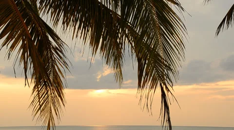 Coconut leaves at the beach in the evening. Stock Footage 34656901