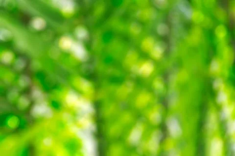Coconut leaves with blurred. Stock Photos