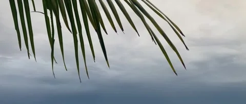Coconut Leaves Stock Footage 269430948