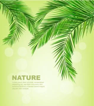 Coconut leaves Stock Illustration