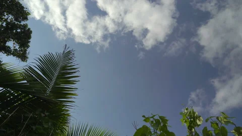 Coconut leaves movement by the wind. Stock Footage 110047077