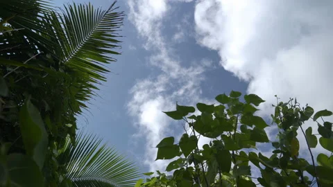 Coconut leaves movement by the wind. 스톡 동영상 111361391