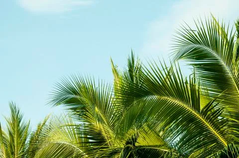 Coconut leaves Stock Photos