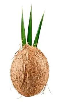 Coconut with leaves Stock-Fotos