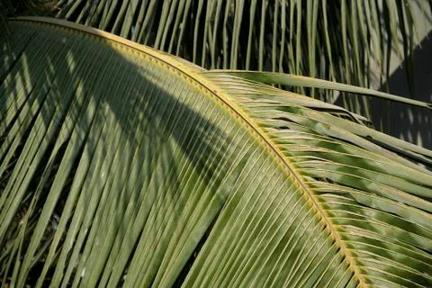 Coconut Leaves Stock Photos