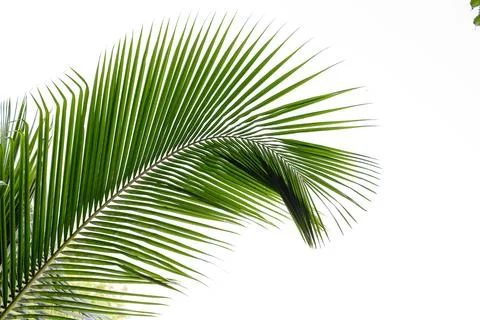 Coconut leaves Stock Photos